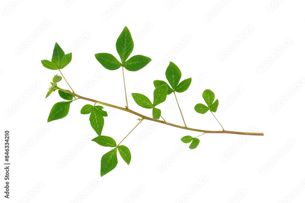 Fototapeta premium Green leaves branches isolated transparent