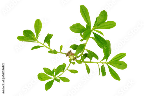 Green leaves branches isolated transparent