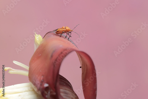 A spined soldier bug is eating wild banana flowers. This insect has the scientific name Podisus maculiventris. photo