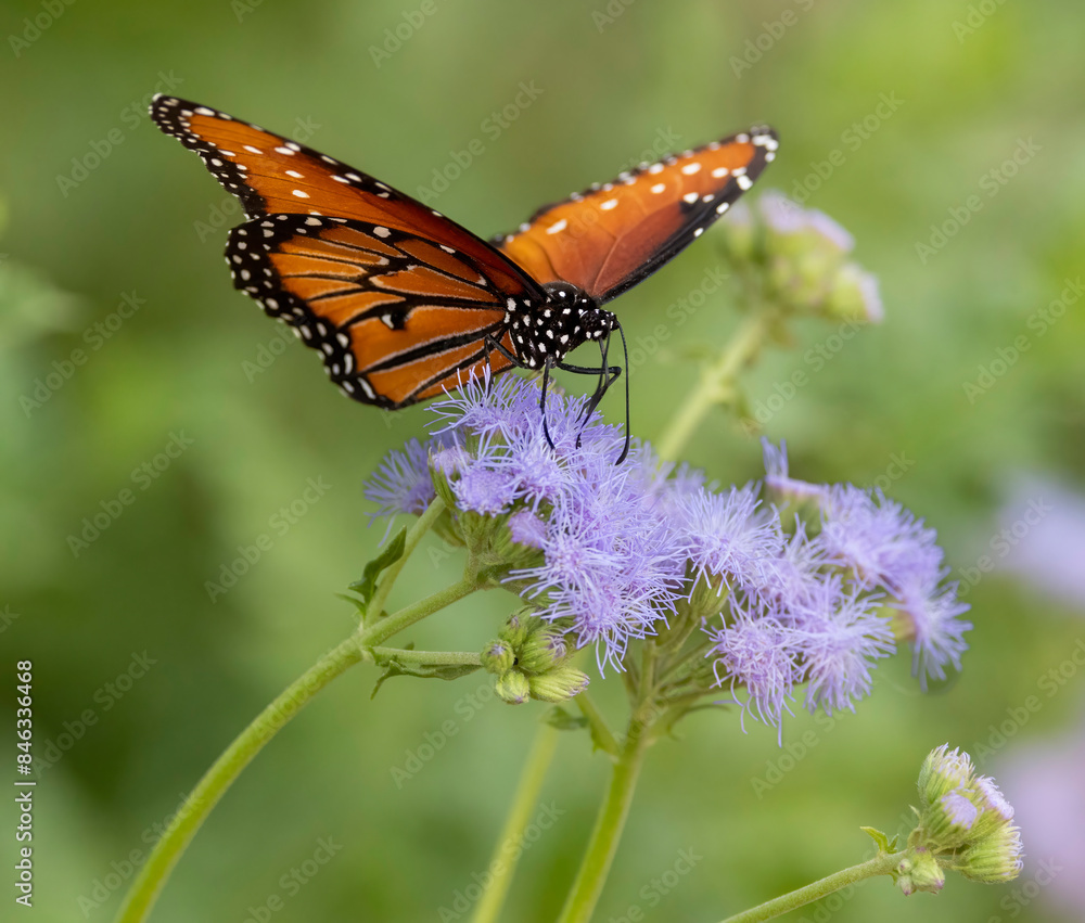 Fototapeta premium A Monarch Butterfly on a purple flower
