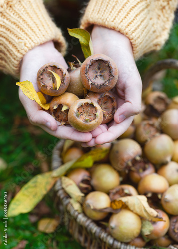 Foto The girl's hands holding scattering of freshly picked ripe medlar fruits