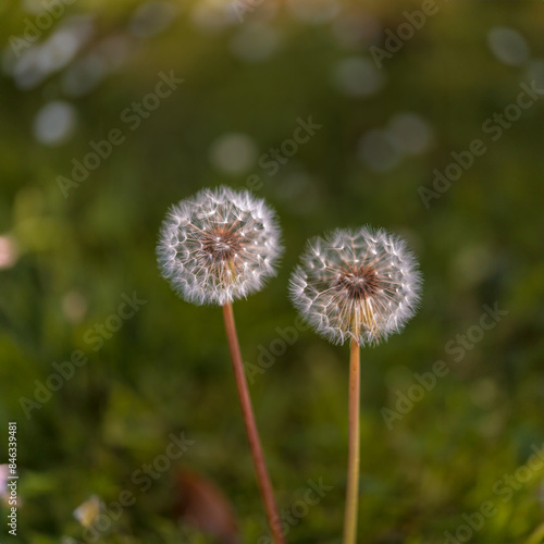 two dandelions in the grass. Suitable for nature and outdoor