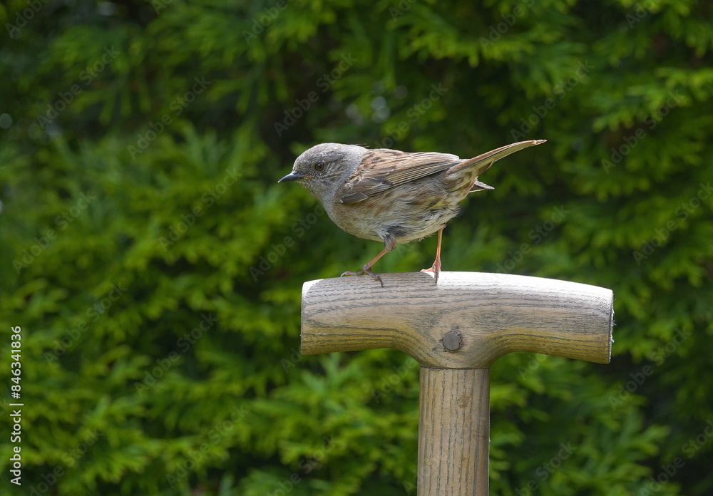 Naklejka premium dunnock in the garden,heckenbraunelle im garten