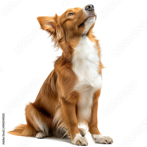 Golden retriever dog Sitting looking up on transparent background photo