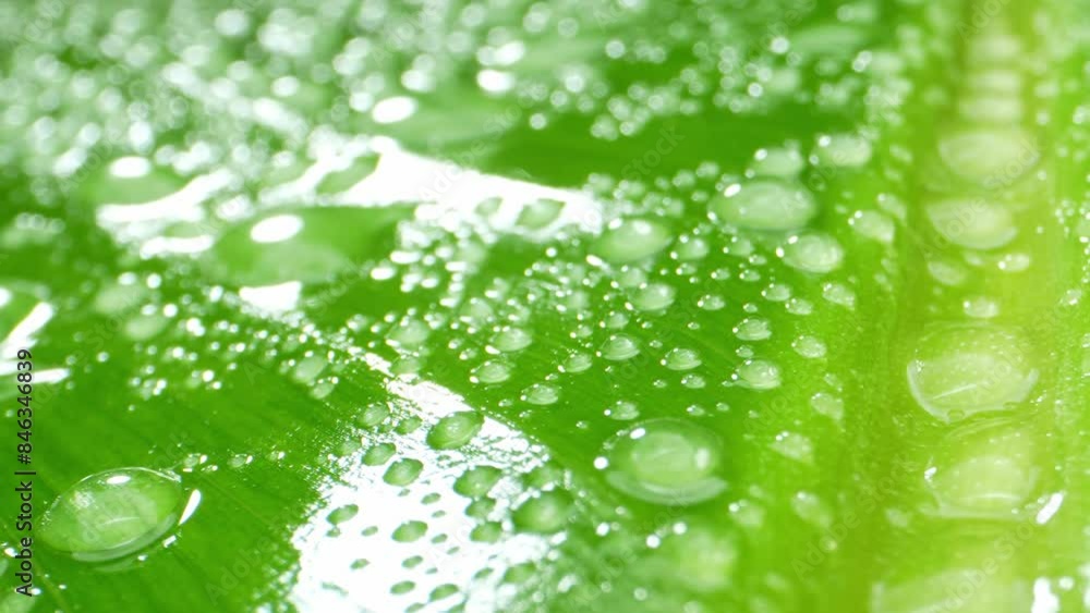 Zoom in reveals a banana leaf, its emerald canvas dotted with crystalline droplets. Illuminated veins and texture stand out under gentle lighting, evoking freshness. Nature background.
Zoom in reveals a banana leaf, its emerald canvas dotted with crystalline droplets. Illuminated veins and texture stand out under gentle lighting, evoking freshness. Nature background.