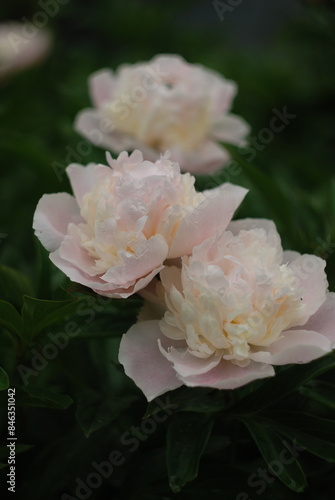 Peonies 