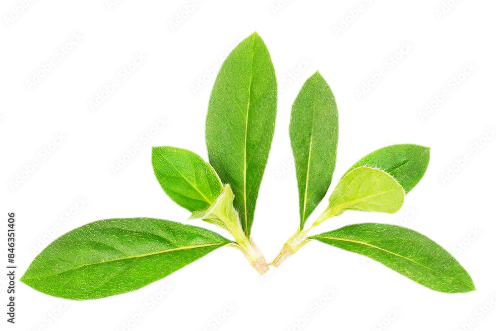 Green nature leaves isolated transparent Green nature leaves isolated transparent