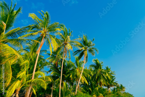 Wallpaper Mural Palm trees against blue sky. Beautiful natural tropical background. 
 Torontodigital.ca