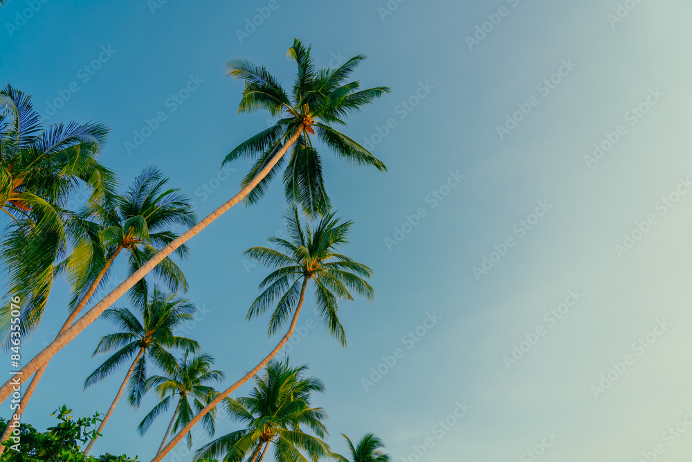 Fototapeta premium Palm trees against blue sky. Beautiful natural tropical background. 