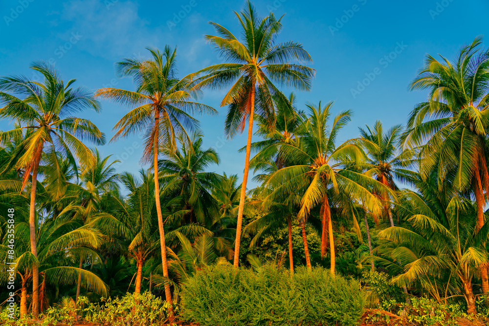 Palm trees against blue sky. Beautiful natural tropical background.
Palm trees against blue sky. Beautiful natural tropical background.