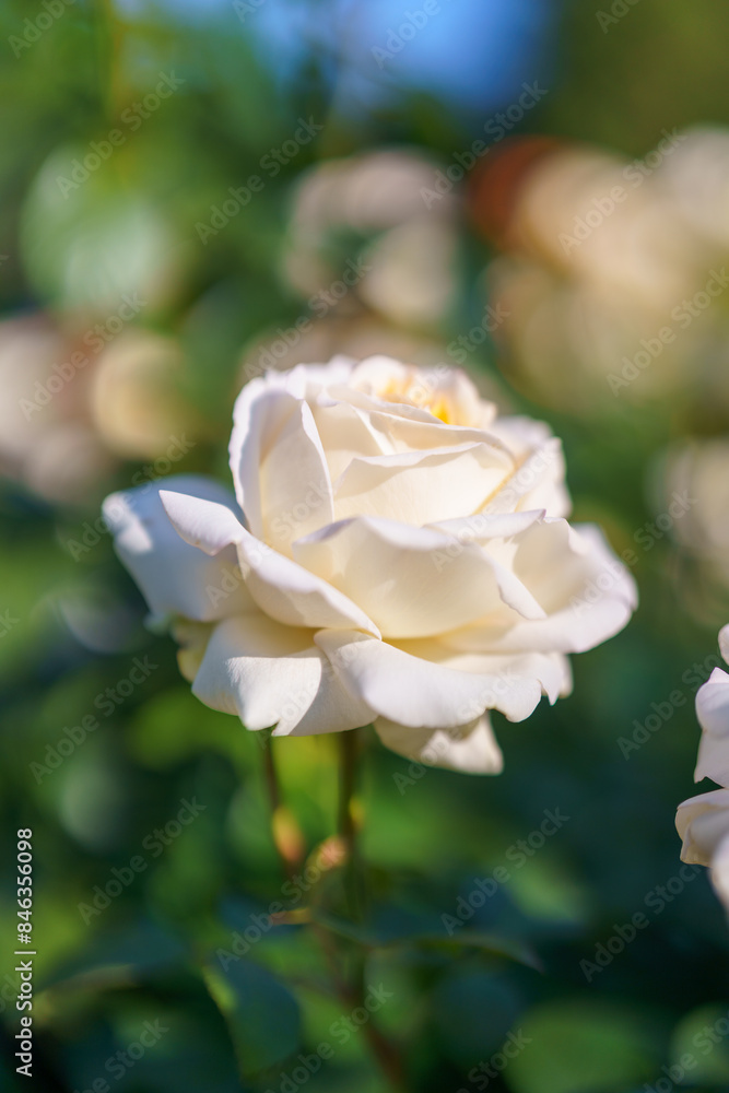 White rose in the garden White rose in the garden