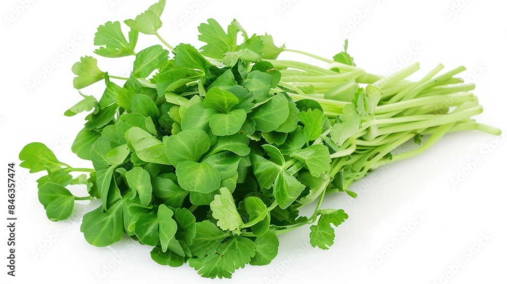 Fototapeta premium Chinese watercress isolated white background