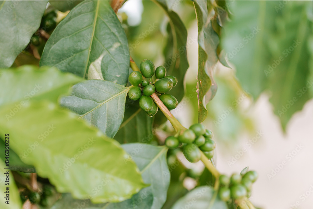 green arabica coffee berries on its branch in farm.harvesting Robusta and arabica coffee berries by agriculturist hands,Worker Harvest arabica coffeae berries on its branch, harvest concept. green arabica coffee berries on its branch in farm.harvesting Robusta and arabica coffee berries by agriculturist hands,Worker Harvest arabica coffeae berries on its branch, harvest concept.