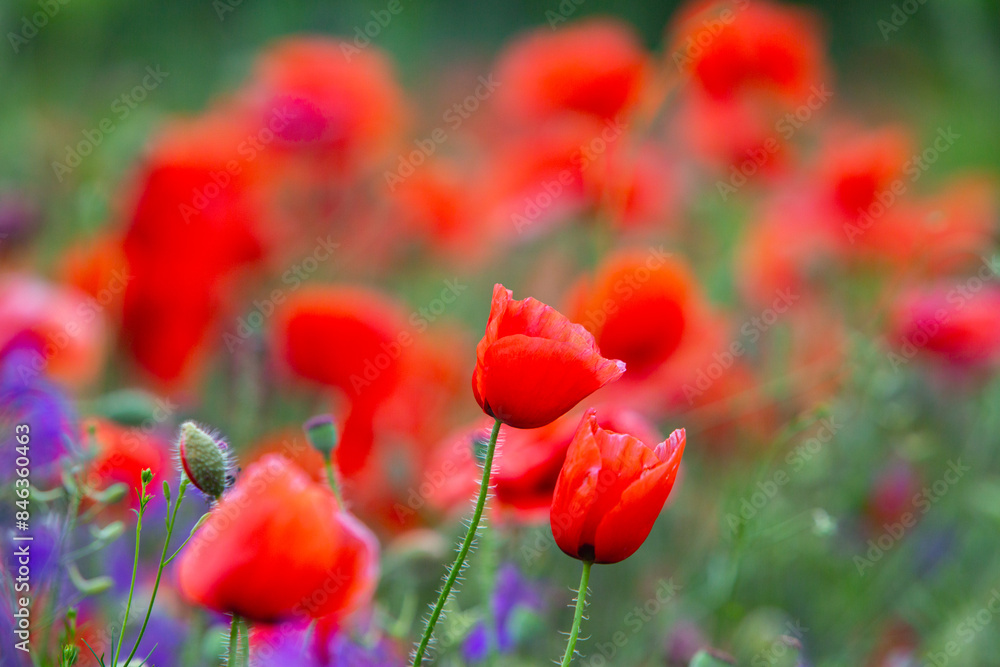 Fototapeta premium Beautiful field of red poppies in the sunset light. Close up of red poppy flower in a field. Flowers background. Beautiful nature. Landscape. Romantic. 