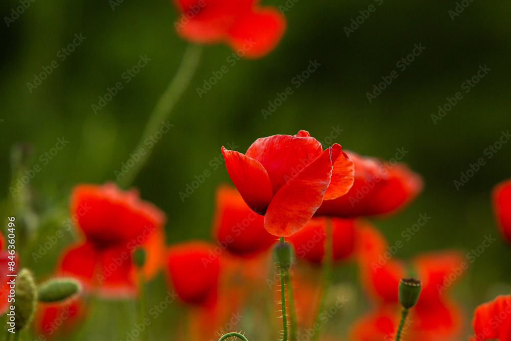 Beautiful field of red poppies in the sunset light. Close up of red poppy flower in a field. Flowers background. Beautiful nature. Landscape. Romantic.
Beautiful field of red poppies in the sunset light. Close up of red poppy flower in a field. Flowers background. Beautiful nature. Landscape. Romantic.