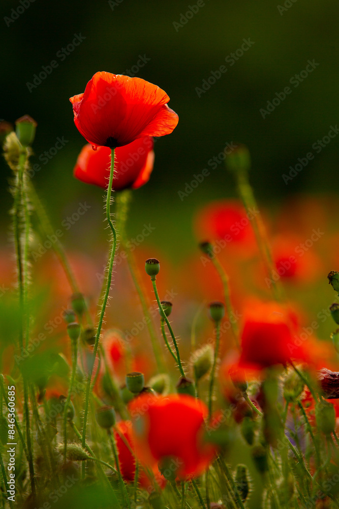 Obraz premium Beautiful field of red poppies in the sunset light. Close up of red poppy flower in a field. Flowers background. Beautiful nature. Landscape. Romantic. 
