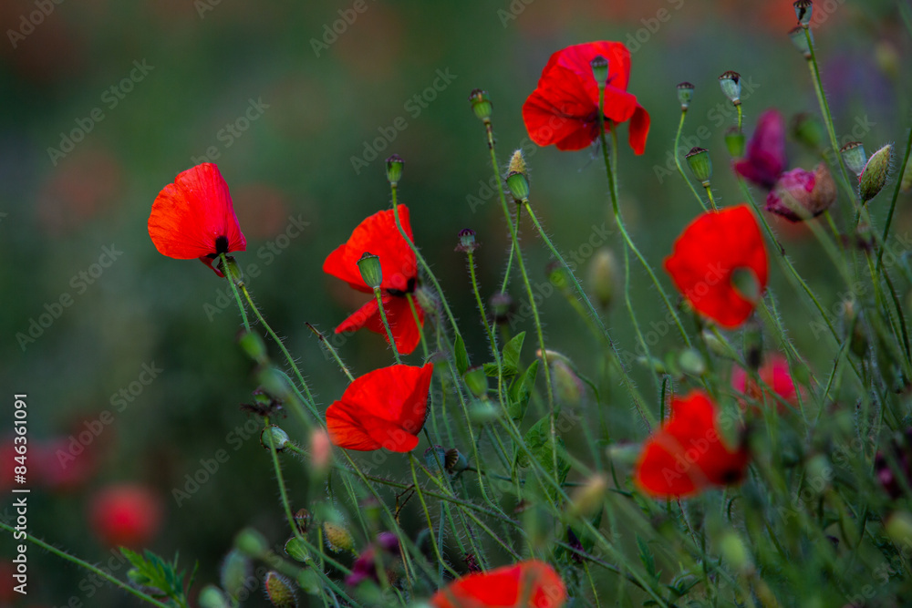 Obraz premium Beautiful field of red poppies in the sunset light. Close up of red poppy flower in a field. Flowers background. Beautiful nature. Landscape. Romantic. 