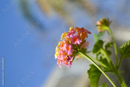 Close up of indian lantana flowers on blue sky background photo