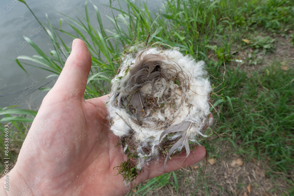 Nest