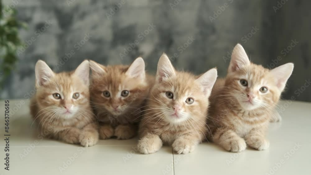 Portrait, fur ginger kittens, cute domestic pet, home interior. Kurilian Bobtail. funny kittens, red color. home interior background , looking Portrait, fur ginger kittens, cute domestic pet, home interior. Kurilian Bobtail. funny kittens, red color. home interior background , looking
