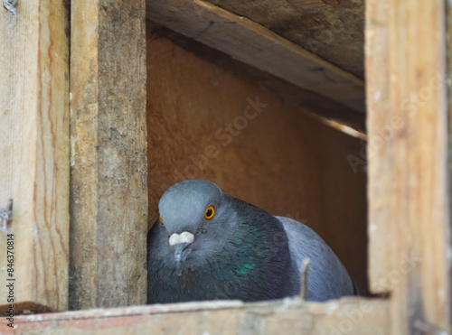 pigeon sitting on egg in cag, street gray bird close up photo