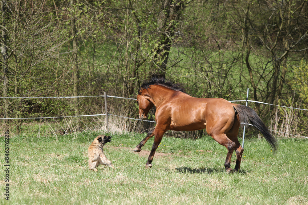 Fototapeta premium Horse and dog playing together