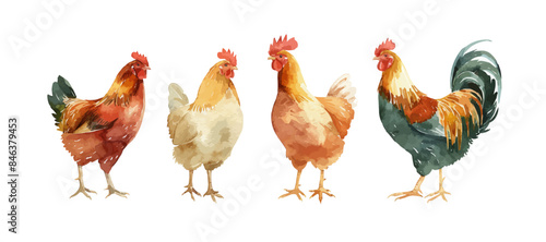 Chicken hen Farm Watercolor Hand Drawn Illustration Farming
