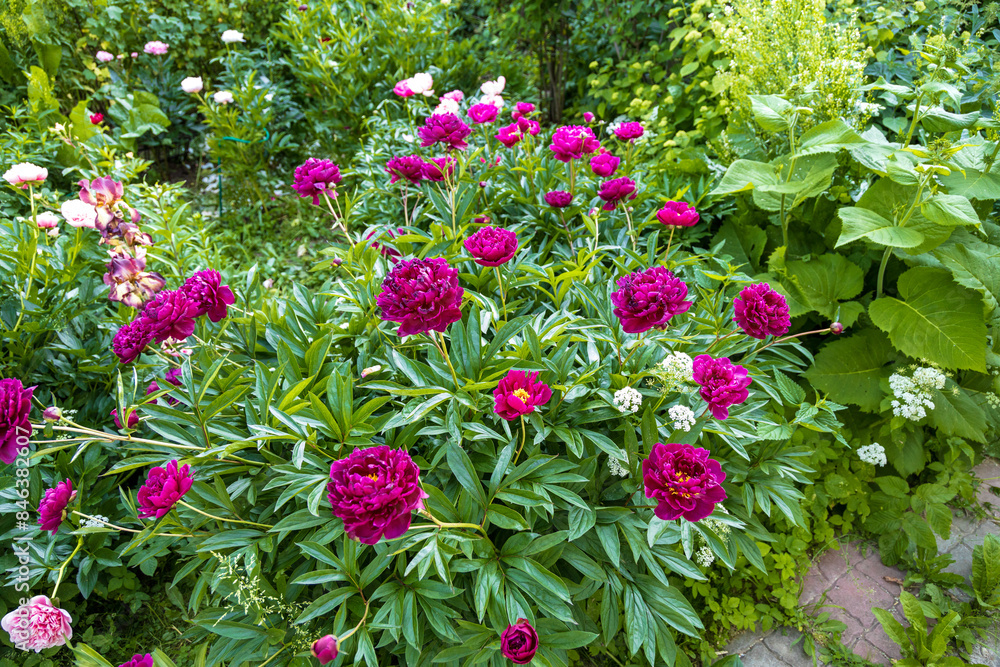 Naklejka premium Dark pink peony flower opening its petals in the sunlight