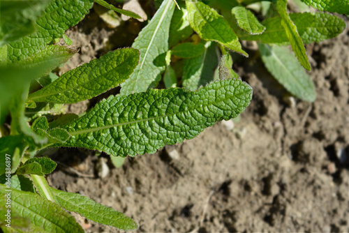 Common teasel leaves