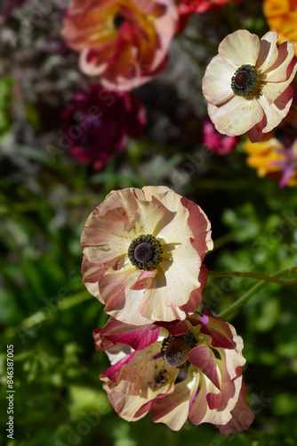 Persian Buttercup flower photo