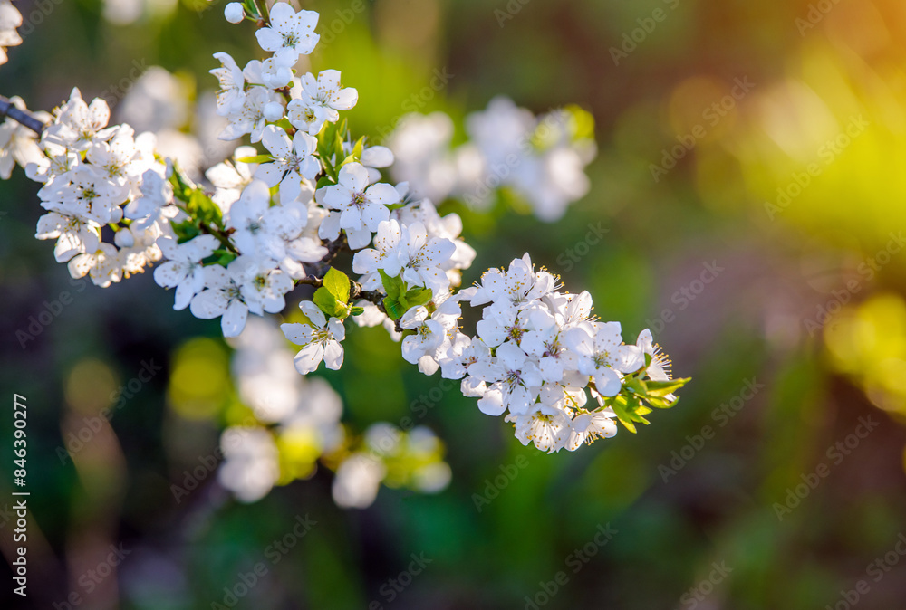 Fototapeta premium Cherry blossom branch in the garden in spring 