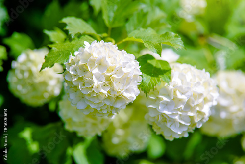 White blossoms of a viburnum in a botanical garden