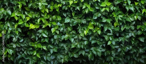 Wallpaper Mural A natural wall made of green leaves acts as a backdrop adding texture to the image s copy space Torontodigital.ca