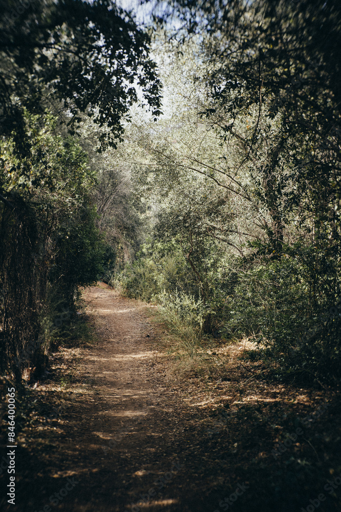Naklejka premium camino rural, sin asfaltar en medio del campo
