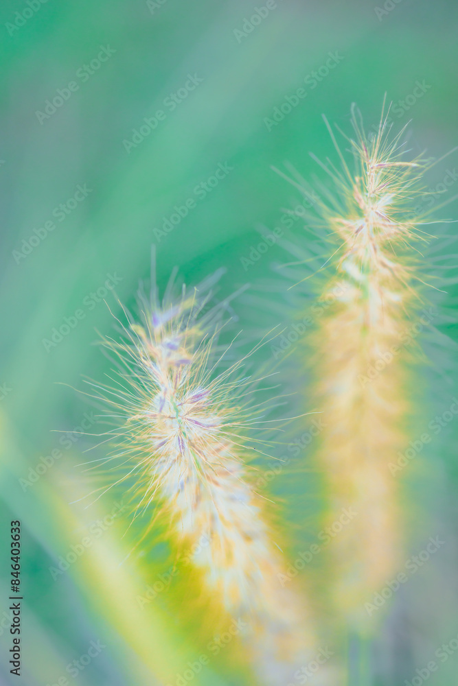 Fototapeta premium Grass flowers with natural background