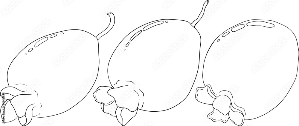 Feijoa sellowiana, pineapple guava, guavasteen line hand drawn vector illustration. Tropical fruit coloring pages. Feijoa sellowiana, pineapple guava, guavasteen line hand drawn vector illustration. Tropical fruit coloring pages.