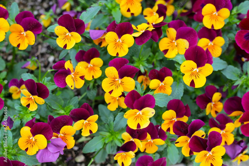 Beautiful pansy flowers in the garden Beautiful pansy flowers in the garden