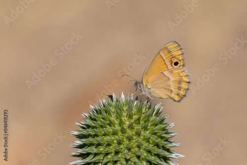 little orange butterfly, Saadi's Heath, Coenonympha saadi photo