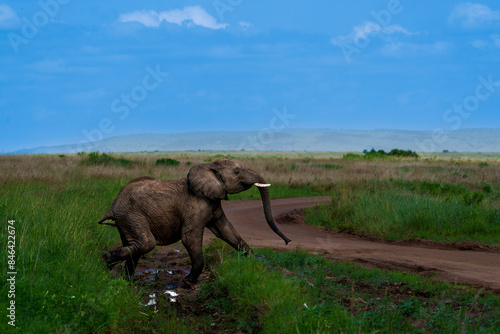 Photography elephants in the wild