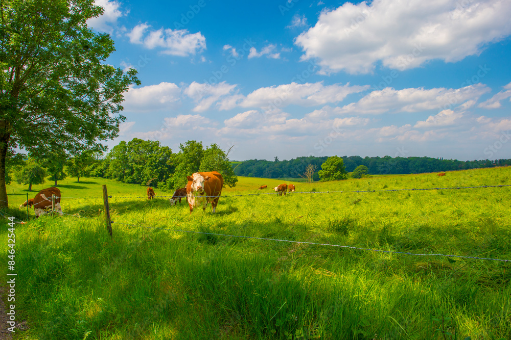 Obraz premium Cows in a green hilly meadow under a blue sky in sunlight in summer, Voeren, Limburg, Belgium, June, 2024