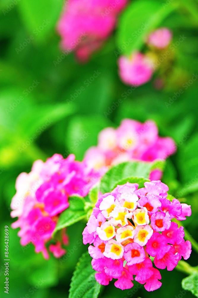 pink and white flowers pink and white flowers