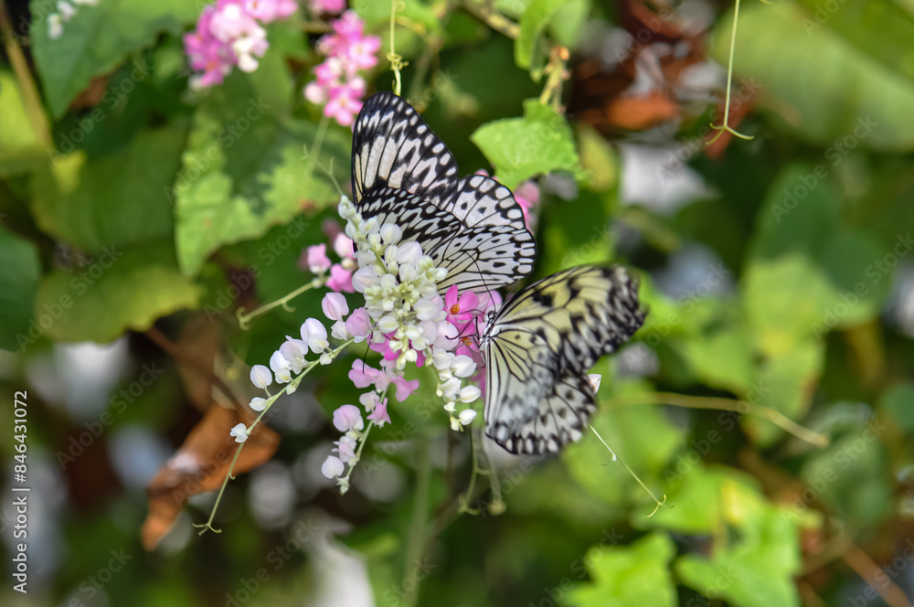 Beautiful butterfly sitting on a plant in Thailand Beautiful butterfly sitting on a plant in Thailand
