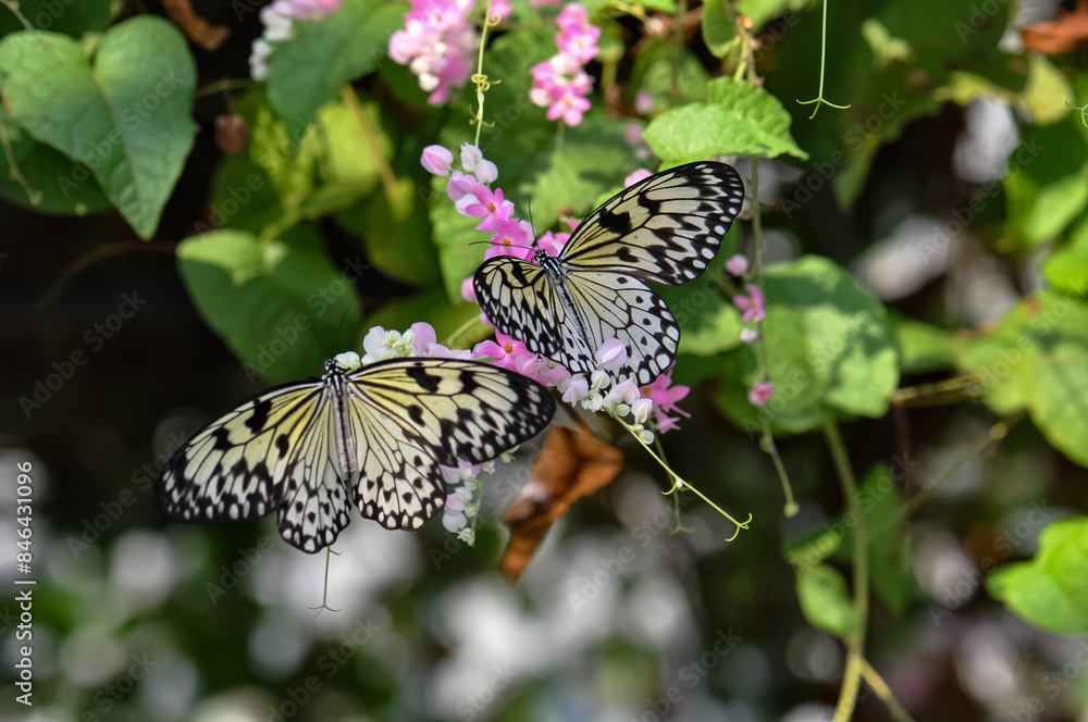 Beautiful butterfly sitting on a plant in Thailand Beautiful butterfly sitting on a plant in Thailand