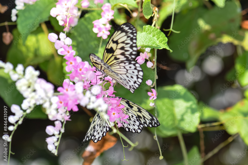 Beautiful butterfly sitting on a plant in Thailand Beautiful butterfly sitting on a plant in Thailand