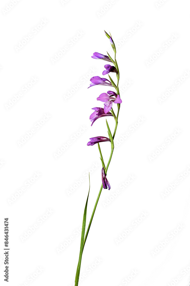 Obraz premium flower