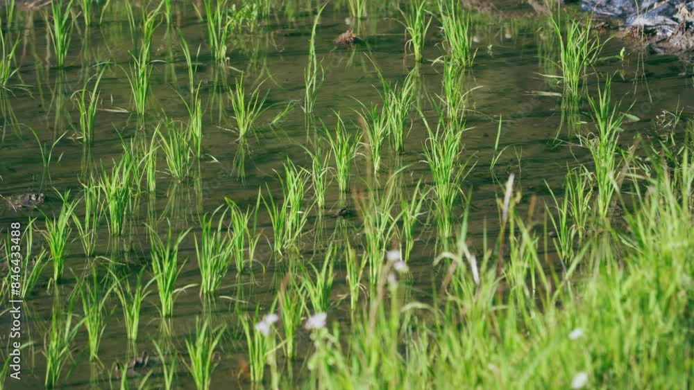 Close up of grass on rice field Close up of grass on rice field