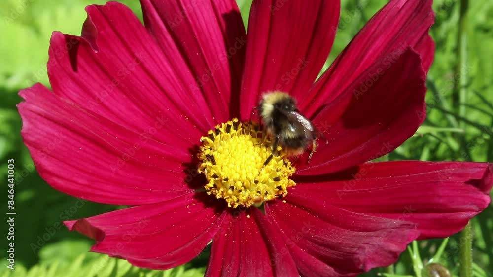 Closeup of a Bumblebee on Cosmos flower. Spring. UK Closeup of a Bumblebee on Cosmos flower. Spring. UK