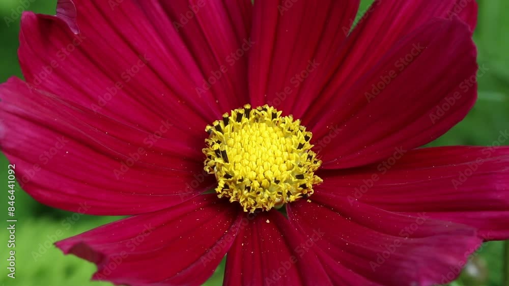 Closeup of bright red garden flower. Cosmos, Cosmini Red. Spring. UK Closeup of bright red garden flower. Cosmos, Cosmini Red. Spring. UK
