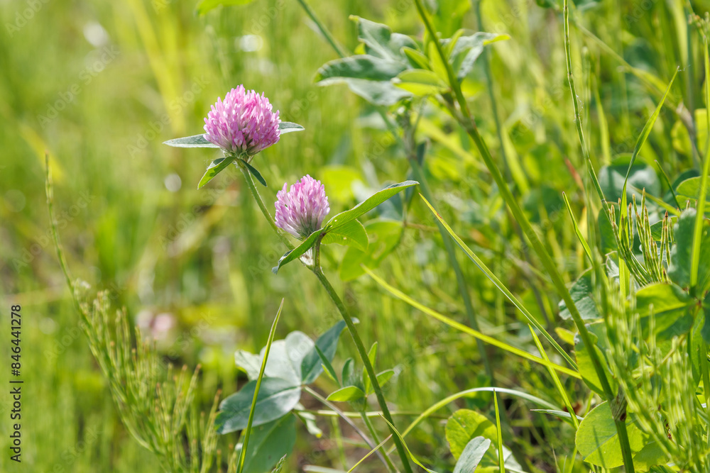 Pink clover flower close-up. Trifolium pratense. Dark pink flowers bloom. Close-up of wild red clover, Trifolium pratense, a perennial plant common in Europe Pink clover flower close-up. Trifolium pratense. Dark pink flowers bloom. Close-up of wild red clover, Trifolium pratense, a perennial plant common in Europe