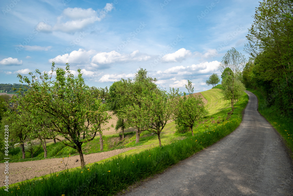 Empty road under clear sky above the trees Empty road under clear sky above the trees